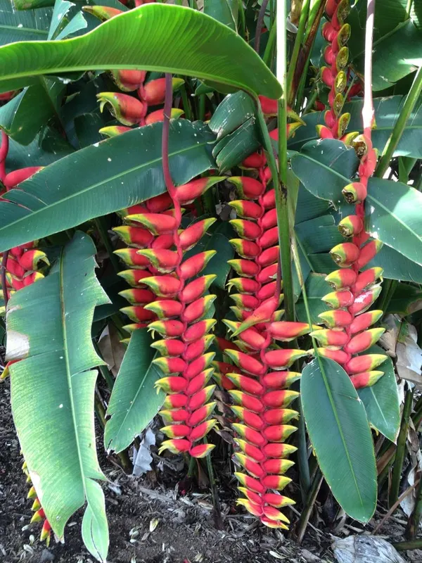 Hybrid_Heliconia_Flower_Plant_(Pack_Of-1_)
