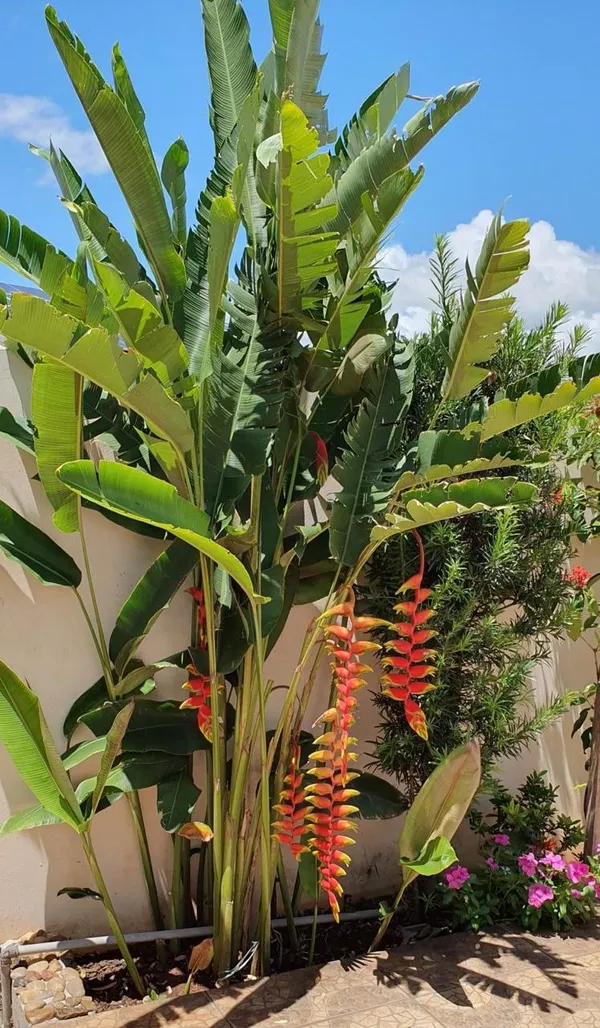 Hybrid_Heliconia_Flower_Plant_(Pack_Of-1_)