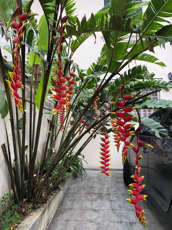 Hybrid_Heliconia_Flower_Plant_(Pack_Of-1_)
