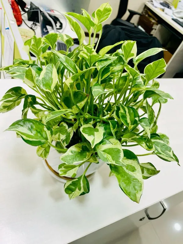 Hybrid_Variegated_Money_Plant_(Pack_Of-1_)