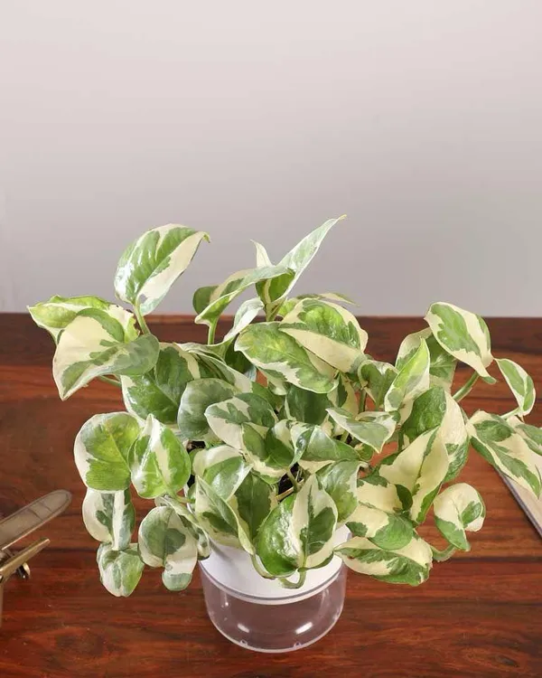 Hybrid_Variegated_Money_Plant_(Pack_Of-1_)