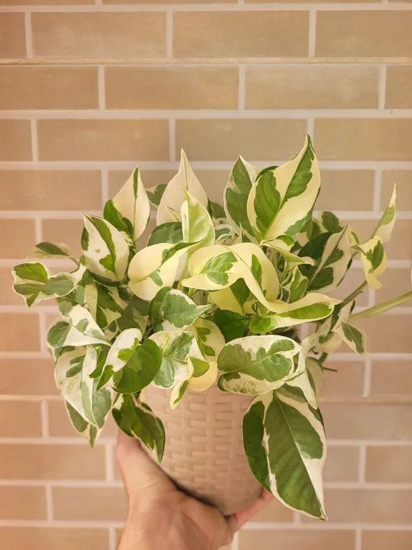 Hybrid_Variegated_Money_Plant_(Pack_Of-1_)