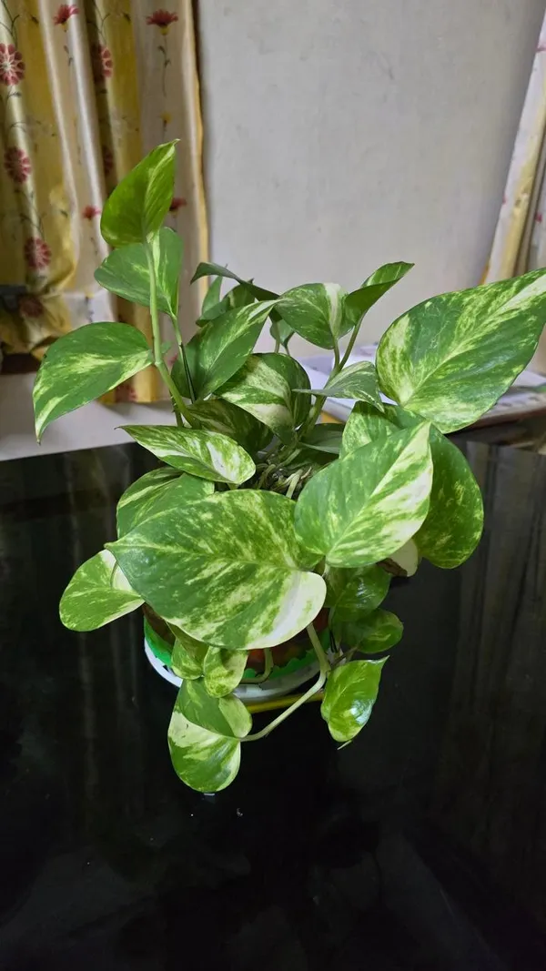Hybrid_Variegated_Money_Plant_(Pack_Of-1_)