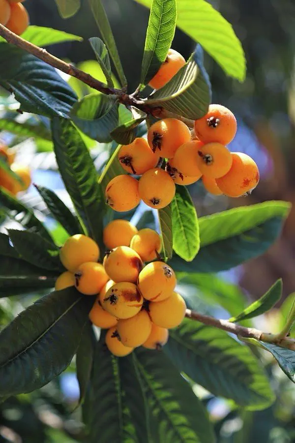 Loquat_Fruit_Plant_(Hybrid_&_Grafting)_Pack_Of-1
