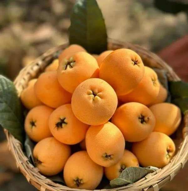 Loquat_Fruit_Plant_(Hybrid_&_Grafting)_Pack_Of-1
