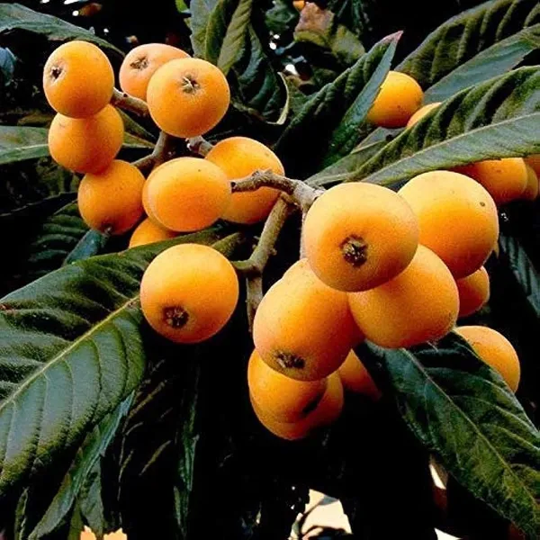 Loquat_Fruit_Plant_(Hybrid_&_Grafting)_Pack_Of-1