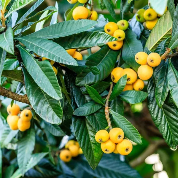 Loquat_Fruit_Plant_(Hybrid_&_Grafting)_Pack_Of-1