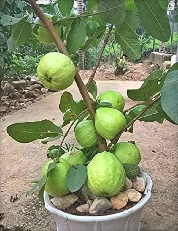 Hybrid_Allahabad_Guava_Healthy_Fruit_Plant_Grafting_(Pack_Of-1)
