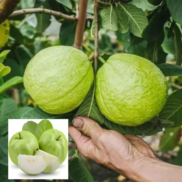 Hybrid_Allahabad_Guava_Healthy_Fruit_Plant_Grafting_(Pack_Of-1)