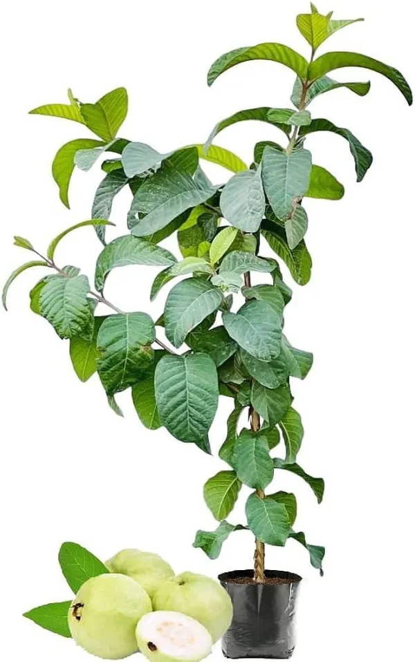 Hybrid_Allahabad_Guava_Healthy_Fruit_Plant_Grafting_(Pack_Of-1)