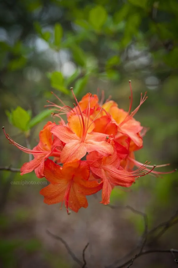 Hybrid_Azalea_Orange_Flower_Plant_(Pack_Of-1_)