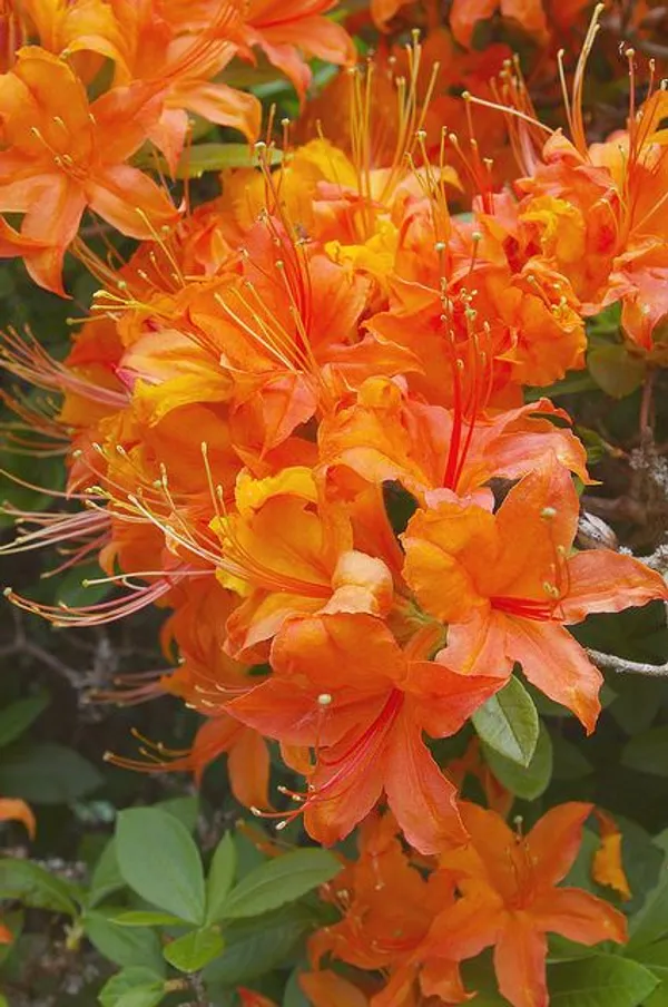 Hybrid_Azalea_Orange_Flower_Plant_(Pack_Of-1_)