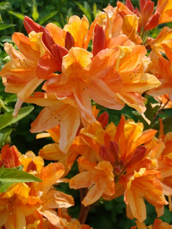 Hybrid_Azalea_Orange_Flower_Plant_(Pack_Of-1_)