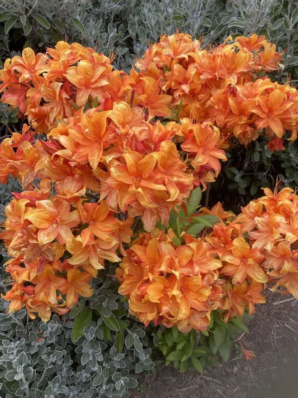 Hybrid_Azalea_Orange_Flower_Plant_(Pack_Of-1_)