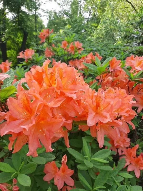 Hybrid_Azalea_Orange_Flower_Plant_(Pack_Of-1_)