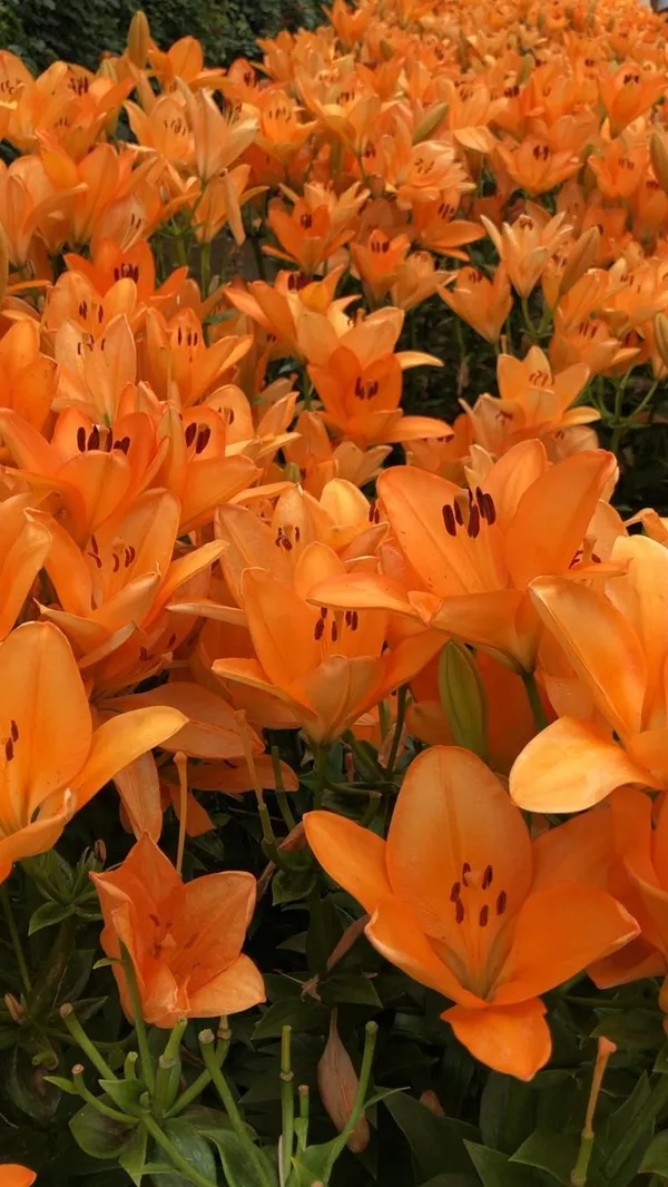 Hybrid_Azalea_Orange_Flower_Plant_(Pack_Of-1_)