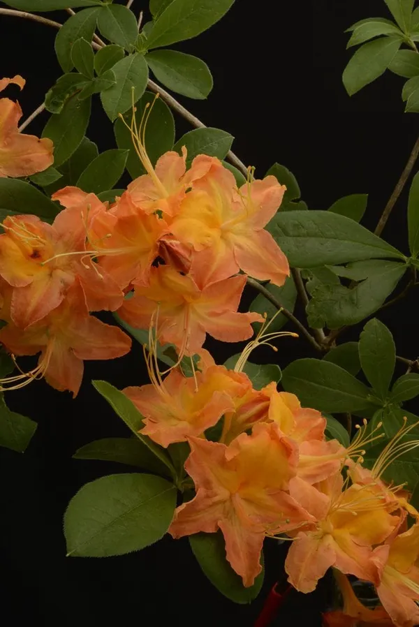 Hybrid_Azalea_Orange_Flower_Plant_(Pack_Of-1_)