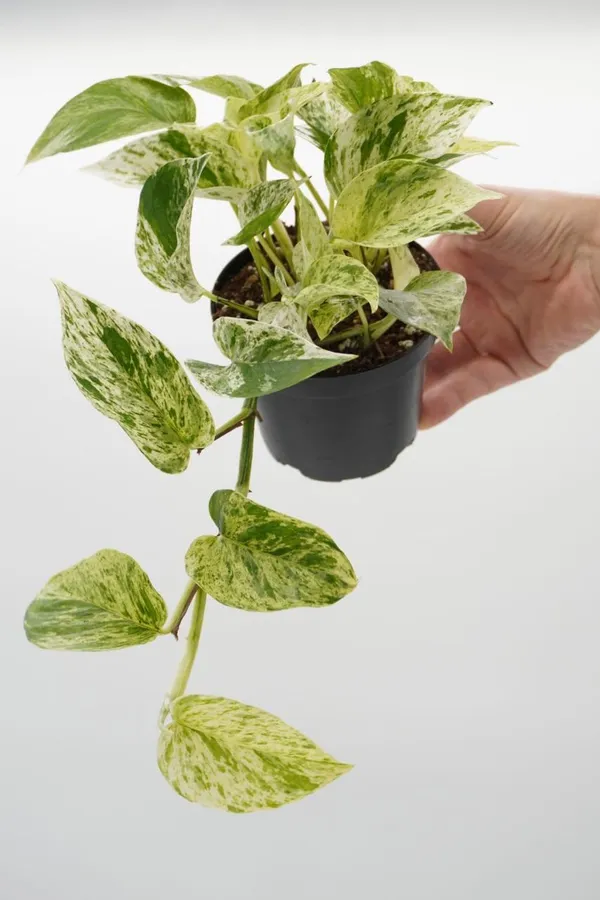 Hybrid_Marble_Queen_Money_Plant_(_Pack_Of-1_)