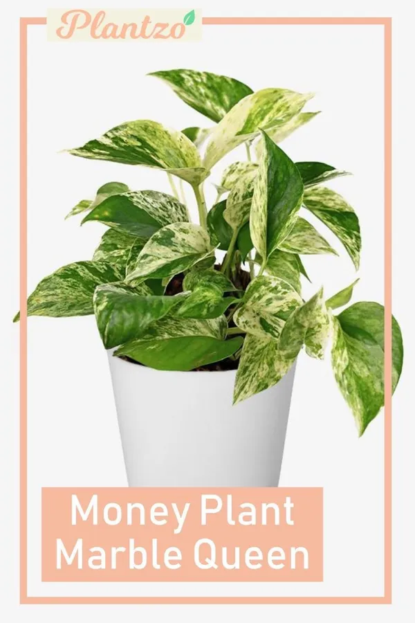 Hybrid_Marble_Queen_Money_Plant_(_Pack_Of-1_)