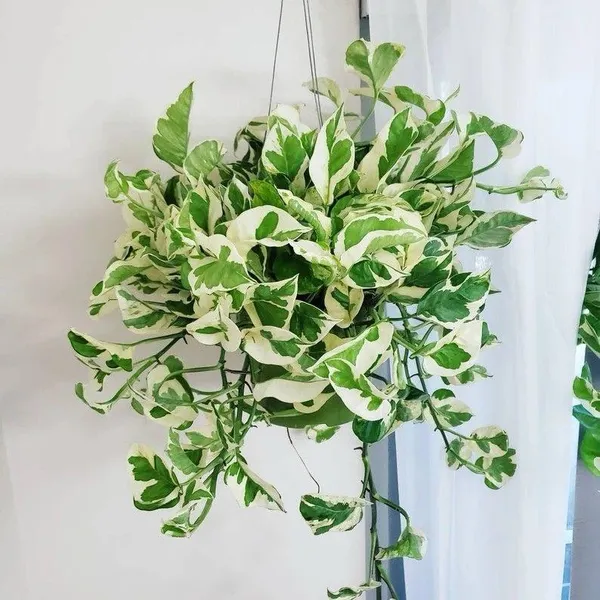 Hybrid_Marble_Queen_Money_Plant_(_Pack_Of-1_)