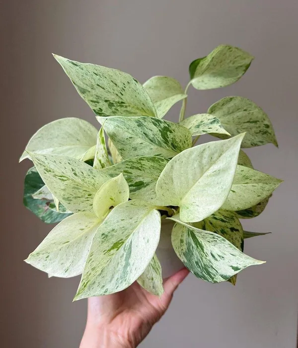 Hybrid_Marble_Queen_Money_Plant_(_Pack_Of-1_)
