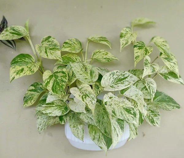 Hybrid_Marble_Queen_Money_Plant_(_Pack_Of-1_)