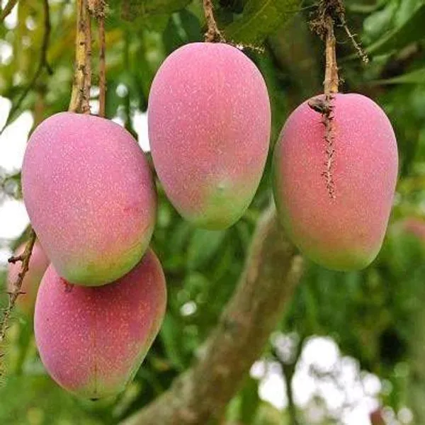 Hybrid_Suvarna_Rekha_Mango_Grafting_Plant_(Pack_Of_1)