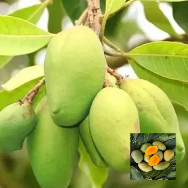 Hybrid_Suvarna_Rekha_Mango_Grafting_Plant_(Pack_Of_1)