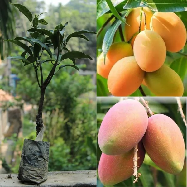 Hybrid_Suvarna_Rekha_Mango_Grafting_Plant_(Pack_Of_1)