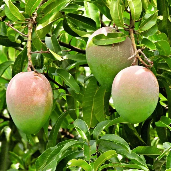 Hybrid_Suvarna_Rekha_Mango_Grafting_Plant_(Pack_Of_1)