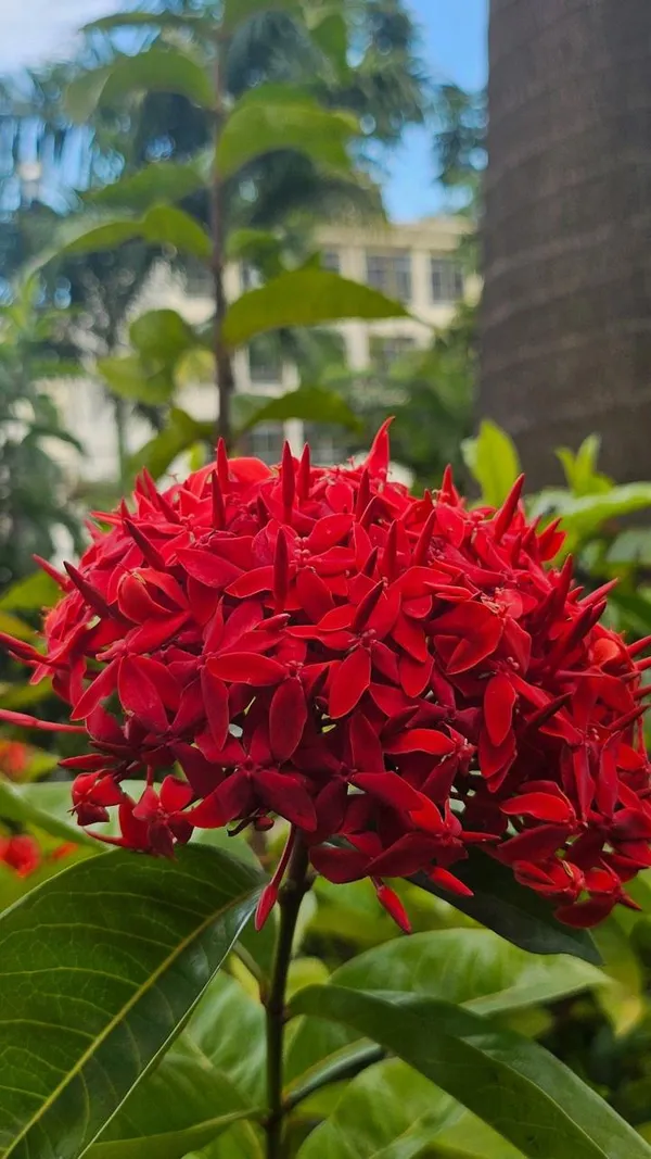 Hybrid_Red_Ixora_Flower_Plant_(Pack_Of-1)