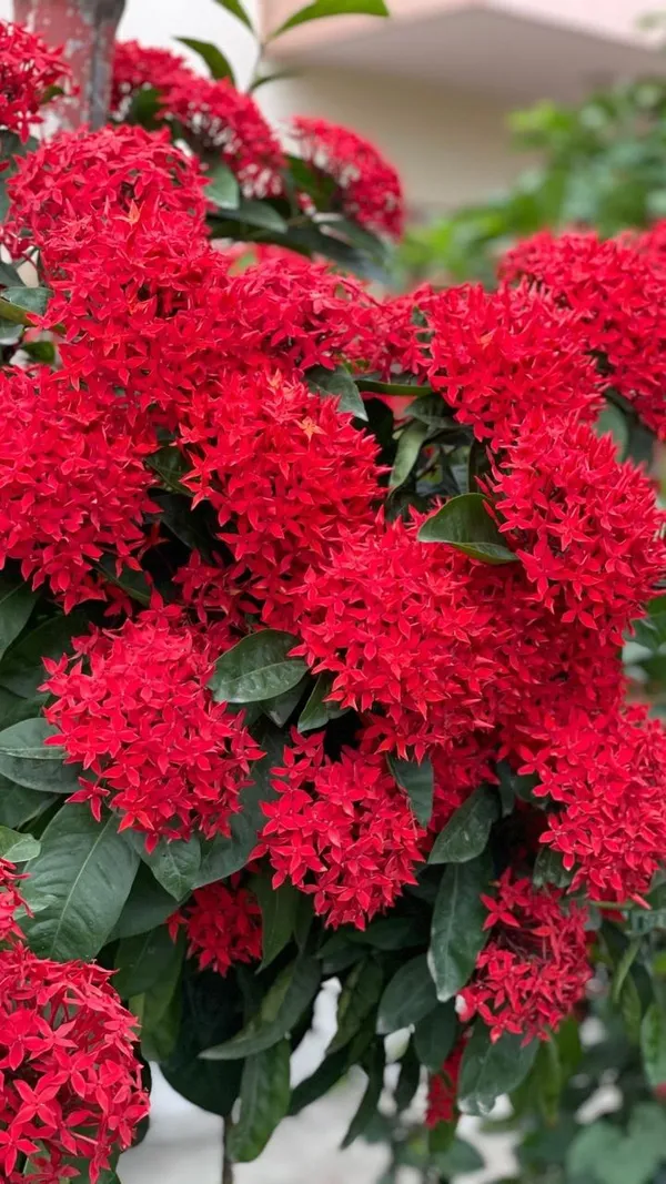 Hybrid_Red_Ixora_Flower_Plant_(Pack_Of-1)