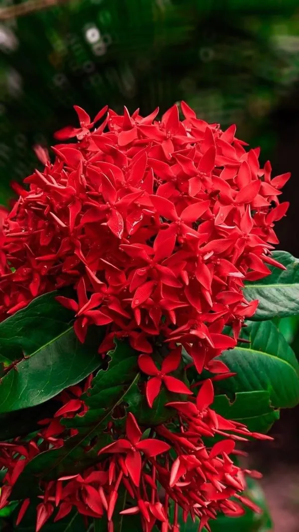 Hybrid_Red_Ixora_Flower_Plant_(Pack_Of-1)
