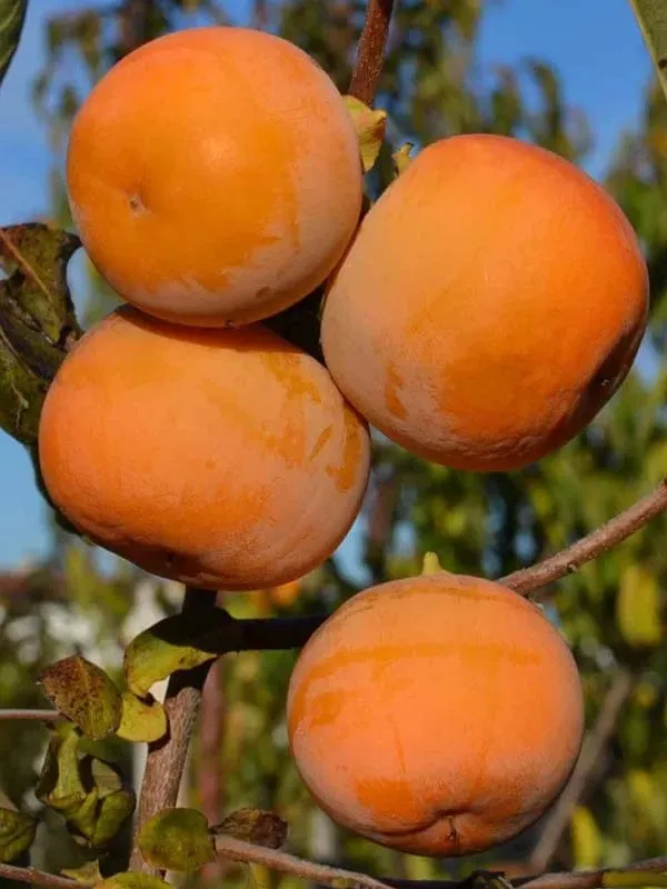 Hybrid_Persimmom_Grafting_Fruit_Plant_(Pack_Of-1)