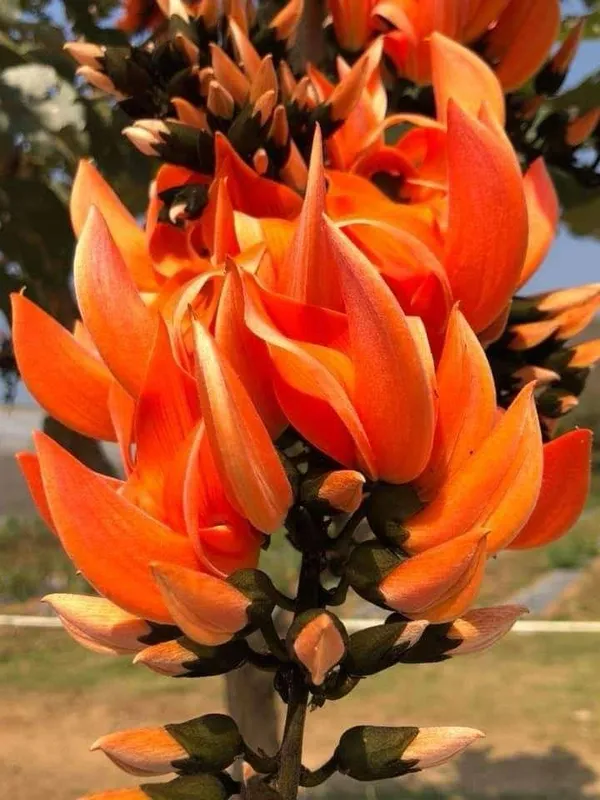 Hybrid_Palash_Flower_Plant_(Pack_Of-1_)