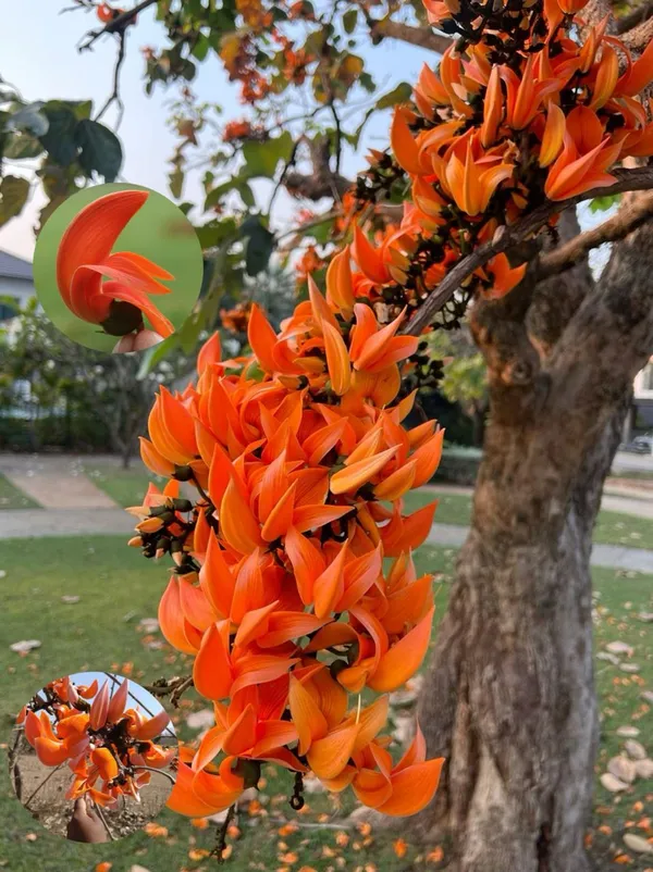 Hybrid_Palash_Flower_Plant_(Pack_Of-1_)
