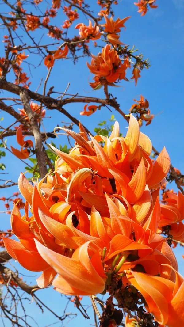 Hybrid_Palash_Flower_Plant_(Pack_Of-1_)