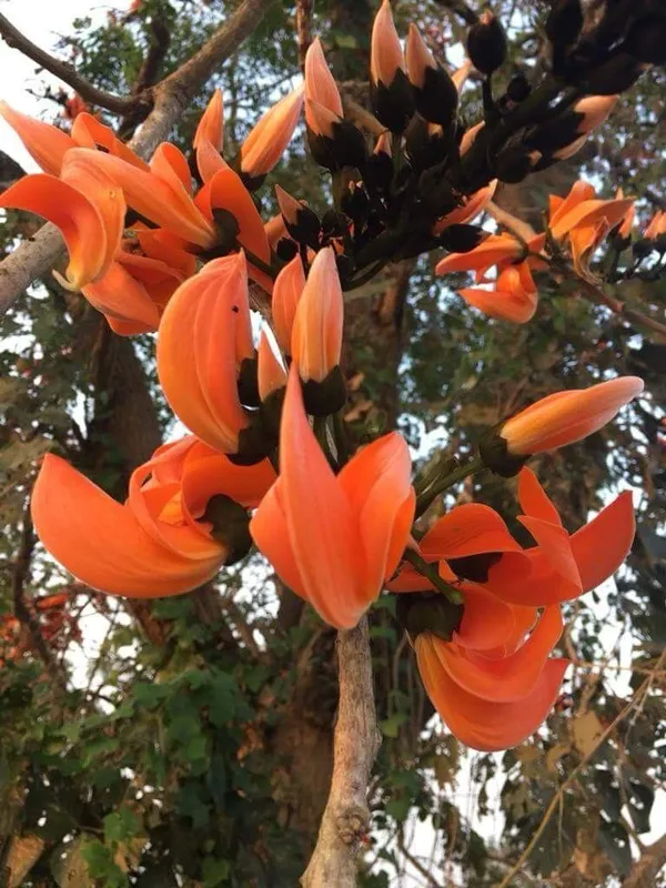 Hybrid_Palash_Flower_Plant_(Pack_Of-1_)