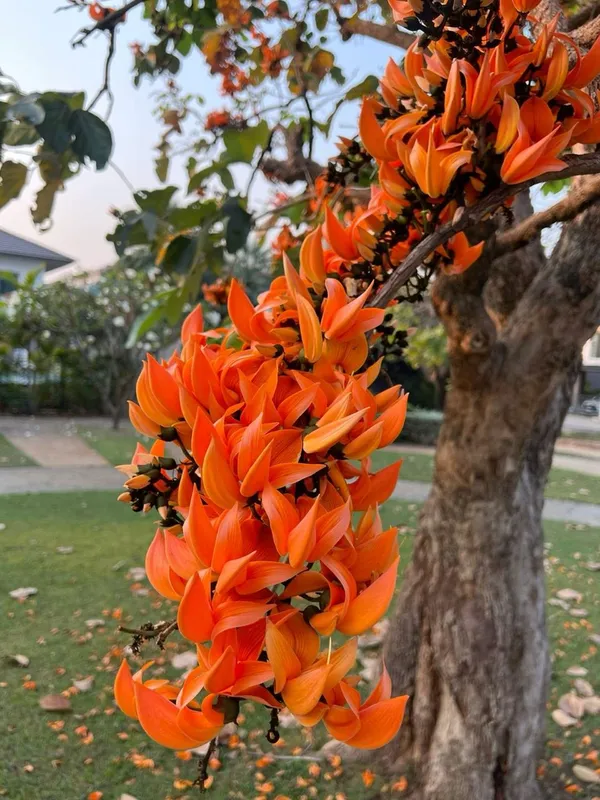 Hybrid_Palash_Flower_Plant_(Pack_Of-1_)
