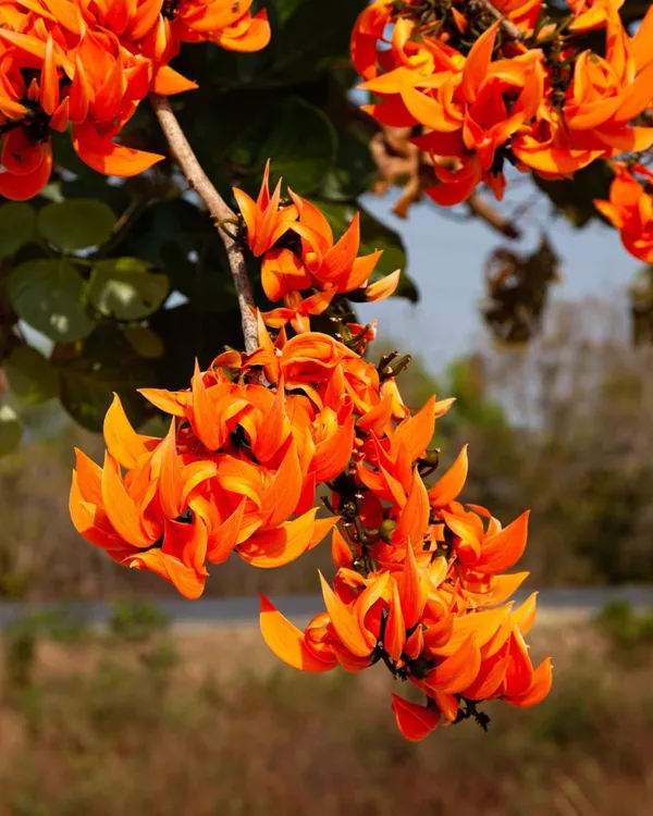 Hybrid_Palash_Flower_Plant_(Pack_Of-1_)