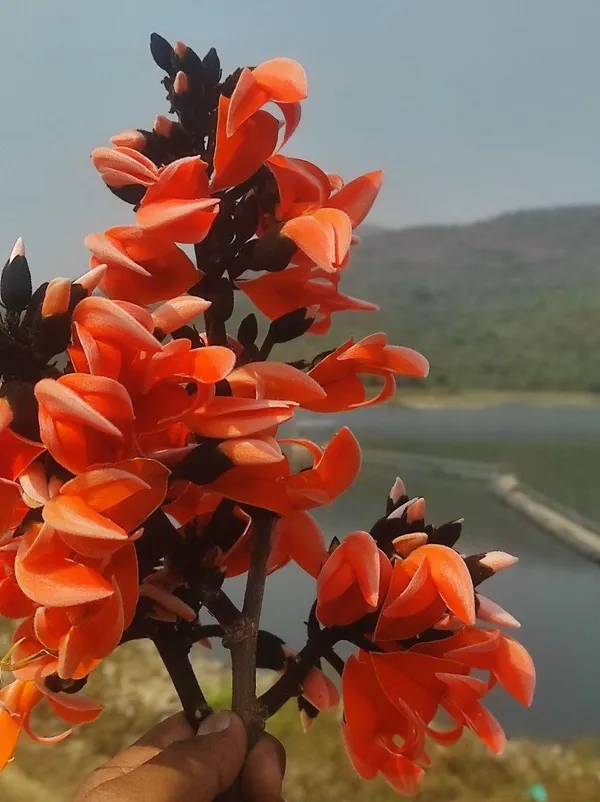 Hybrid_Palash_Flower_Plant_(Pack_Of-1_)