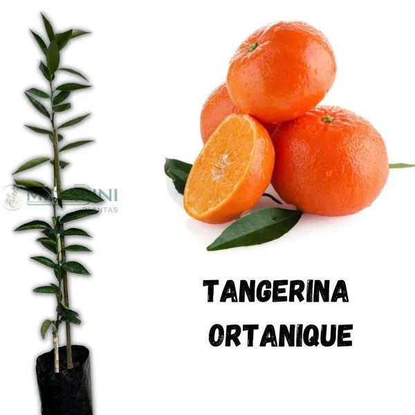 Hybrid_Satsuma_Orange_Grafting_Fruit_Plant_(Pack_Of-1_)