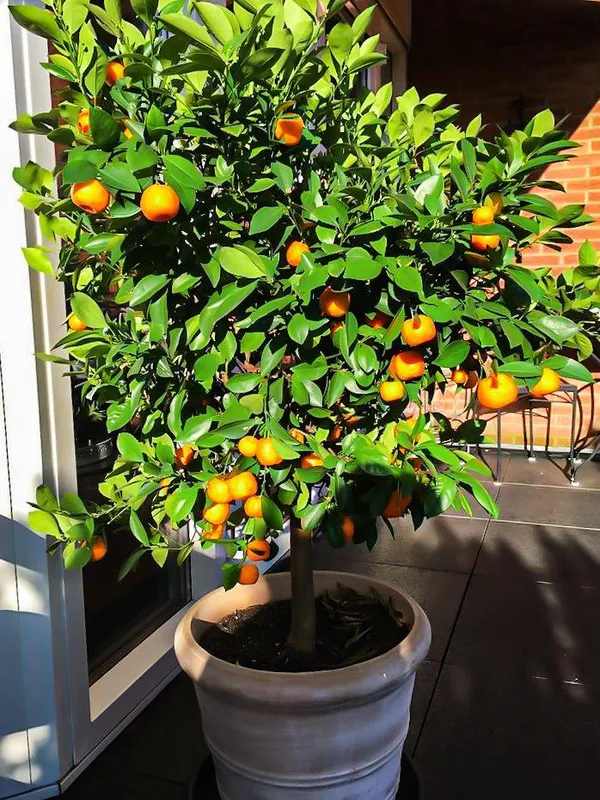 Hybrid_Satsuma_Orange_Grafting_Fruit_Plant_(Pack_Of-1_)