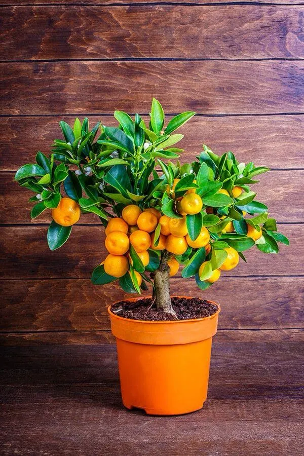 Hybrid_Satsuma_Orange_Grafting_Fruit_Plant_(Pack_Of-1_)
