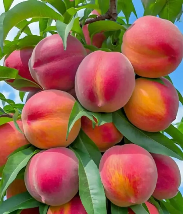 Peach_Fruit_Plant_|_Hybrid_and_Grafting_Plant_(Pack_of_1)