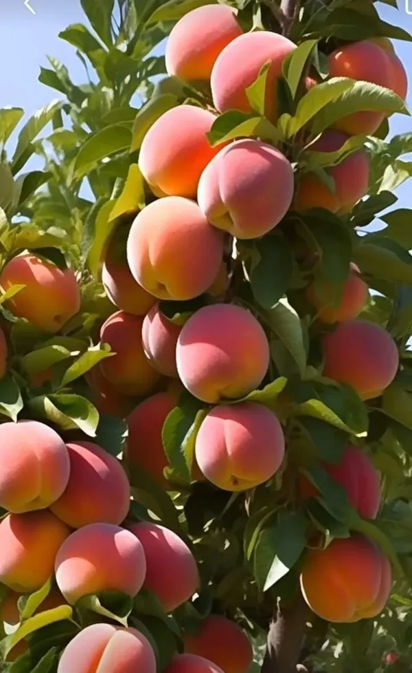 Peach_Fruit_Plant_|_Hybrid_and_Grafting_Plant_(Pack_of_1)