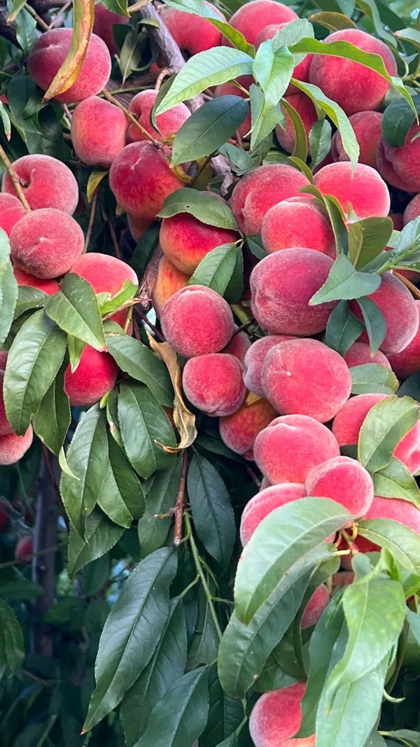 Peach_Fruit_Plant_|_Hybrid_and_Grafting_Plant_(Pack_of_1)