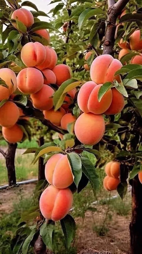 Peach_Fruit_Plant_|_Hybrid_and_Grafting_Plant_(Pack_of_1)