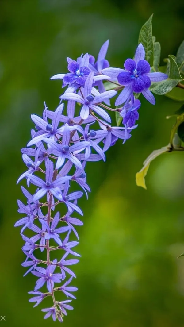 Petrea_Volubilis(_Neel_Monilata)Creepers_Pack_Of_1