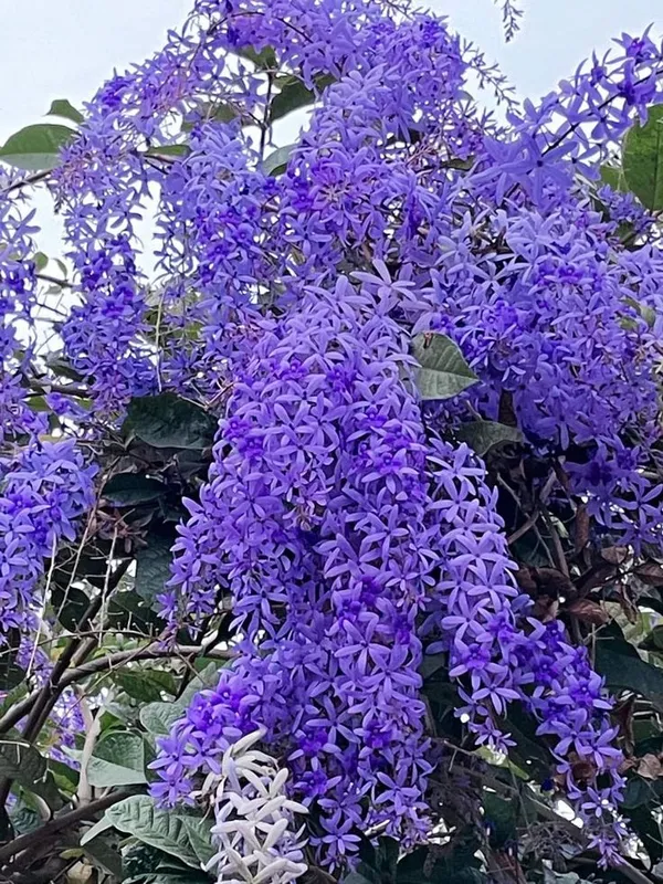 Petrea_Volubilis(_Neel_Monilata)Creepers_Pack_Of_1